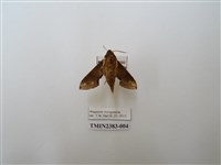 藏品(蒙古白肩天蛾)的圖片